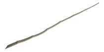 HANDLEBAR END NML